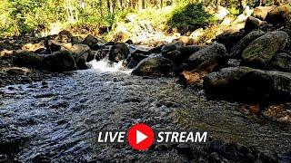 River Sounds for Sleeping with Birds chirping Relaxing Water Sounds