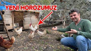 Horozu Videodan Sonra Aldık Takımı Tam Yaptık