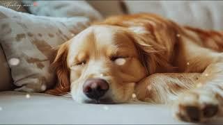 12 HOURS of Dog Calming Music For DogsAnti Separation Anxiety Relief MusicSleep dogHealing Music