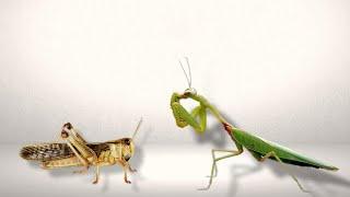 How Mantis Devours Locust in Seconds?