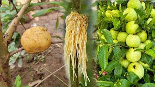 Amazing Effect of Potatoes and tissue   How to get more guava trees with fruits