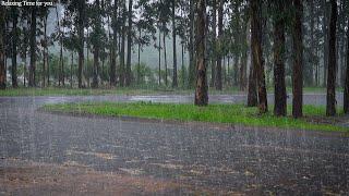 Fall Into a Deep Sleep with the Sound of Rain Accompanied by Thunder Falling on a Quiet Street.