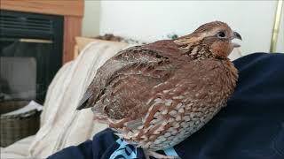 Talking to a Female Bobwhite Quail  Female Bobwhite Quail Call