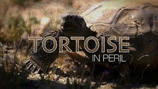 Tortoise in Peril