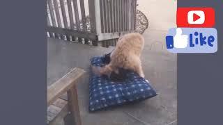 Funny video-funny pet-funny moments-crazy funny