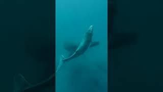 Divers encounter humback whales in shallow water #shorts