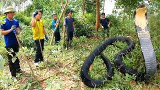 Hunter confronts ferocious king cobra  hunter team