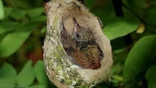 The Rufous-tailed Hummingbird