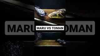 CHANNA MARU VS TOMAN ngeriihhhh boss 