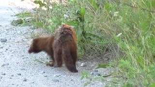 Mink running on the road at Tommy Thompson Park HD