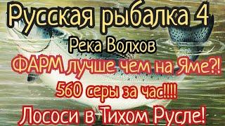 РР4. река Волхов. ФАРМ лучше чем на Яме? 560 за час. Лосось Атлантический Ладожский Щука Окунь.