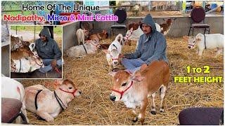 Nadipathy micro & mini Cattle  1 To 2 Feet Height  #youtube #animals #cow #youtubeshorts #yt