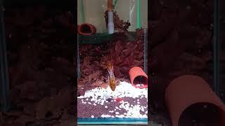 Apistogramma Hongsloi red gold