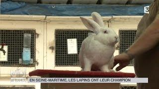 ANIMAUX  En Seine-Maritime les lapins ont leur champion