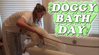 Doggy Bath Day WK 417.2 Bratayley