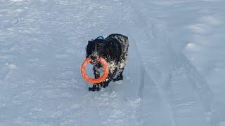 DogVlog  Прогулка с собакой в лес 