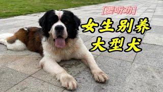 女生千万别养大型犬，除非……