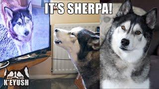 Husky Recognises Best Friend on TV TALKS to Him