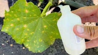 Here is a simple remedy for yellowing leaves on Cucumbers Disease protection Hydrogen peroxide.