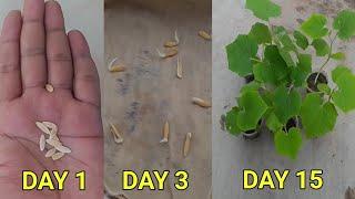 How to germinate cucumber seeds