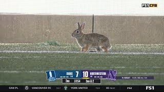 rabbit runs on field during college football game and mascot chases it off