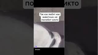 спустя три года нашëл свою собаку