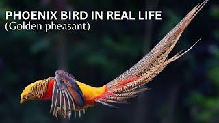 Animal Wildlife  phoenix bird in real life  the golden pheasant