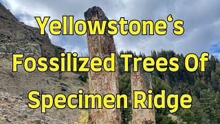 Huge Petrified Trees Of Yellowstone On Specimen Ridge Explore With A Geologist