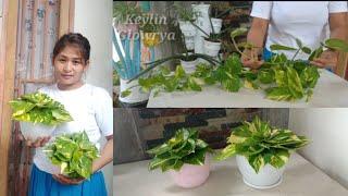 Stringing ivory betel leaf  Ivory betel creations for indoors do not propagate