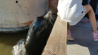 Sea Lion Drags Girl Into Water
