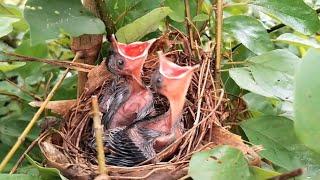 The little bird in the nest is very hungry Review Bird Nest 