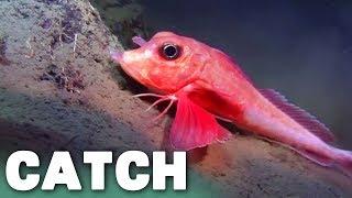 Mesmerizing Marine Life Exploration Alien Reefs Documentary  Catch