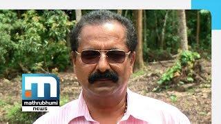 Commercialised jack fruit farming reaches Kerala Mathrubhumi News