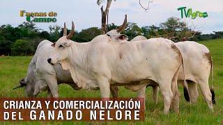 Crianza y comercialización del ganado Nelore - TvAgro por Juan Gonzalo Angel Restrepo