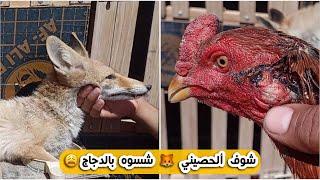 حصيني  ينتشر بالمناطق السكنية ويأكل الدجاج العرب وباقي الدواجن