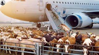 ¿Cómo Exportar Millones De Vacas? - Moderna Tecnología De Exportación En Avión  Granja De Vacas