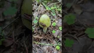 Бледная поганка .Amanita phalloides .