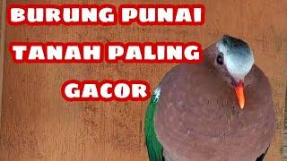 SUARA BURUNG PUNAI TANAH JANTAN