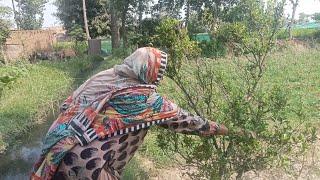 Pakistan women life in Punjab village tha most nice village in Pakistan Alisha village vlog