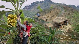 Harvesting Bananas to Sell at Market & Learning Experience in Raising Wild Boars  Ly Tieu Ca