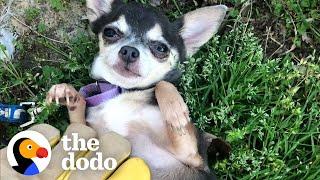 Watch This Feral Chihuahua Learn What A Belly Rub Is  The Dodo Little But Fierce