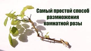 Размножение комнатной розы - черенкование Arts and Flowers