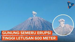 Gunung Semeru Erupsi dengan Tinggi Letusan 600 Meter