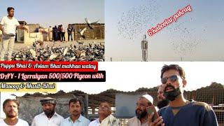 DAY - 1 Larraiyan 500500 Pigeons of Pappu Bhai & Aslam Bhai Makhan wale with Masood & Musib Bhai