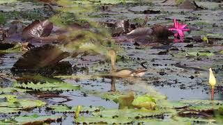 Whistling duck chicks.