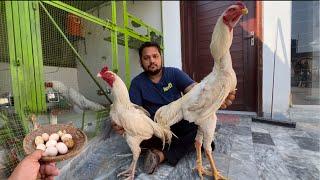 New Entry White Murgaa Shamo Aor Pakistani Ak Shat The World Biggest Shamo Hsn Home Breed Hen