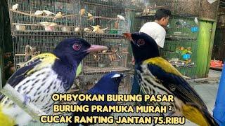 BURUNG OMBYOKAN PASAR BURUNG PRAMUKA HARGA NYA MURAH ²