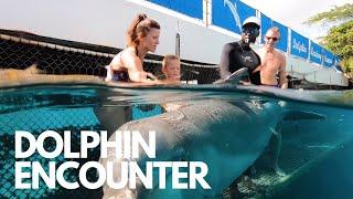 Dolphin Encounter - Dolphin Academy Curaçao