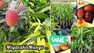 original Miyazaki mango tree  Japanese egg of sun mango taiyono tamago ️8918494093