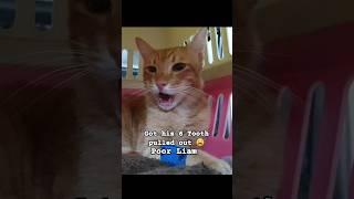 My cat has 6 tooth extraction #cat #shortvideo #catextraction